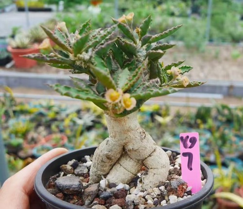 Rara pianta cactus - rara, di
