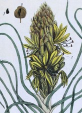 1735, RARO VERO ERBARIO DI BLACKWELL dipinto a mano FOLIO KING SPEAR XED