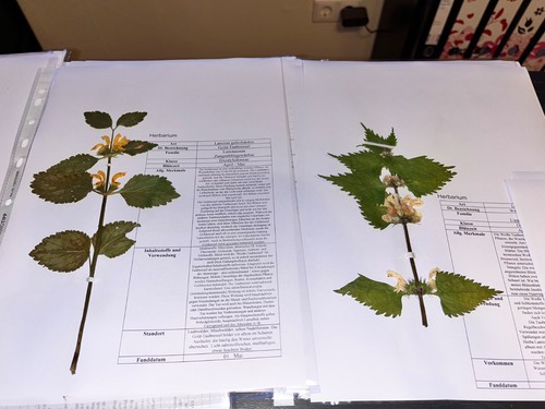 Herbarium mit gepressten - herbarium, 20