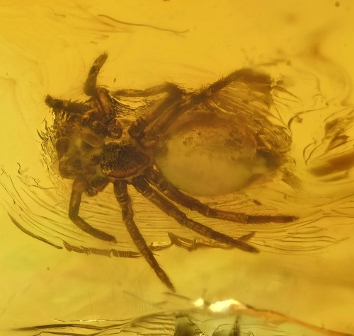Salticidae - , (ragno