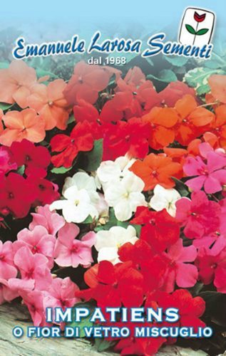 Semi seeds impatiens - 20,