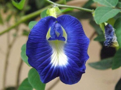 Semi clitoria ternatea - semi,