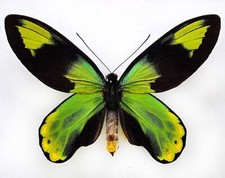 Ornithoptera victoriae