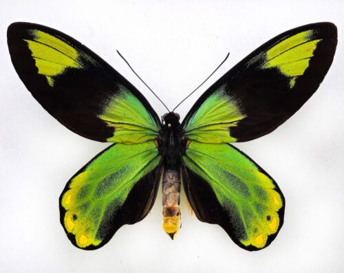 Ornithoptera victoriae