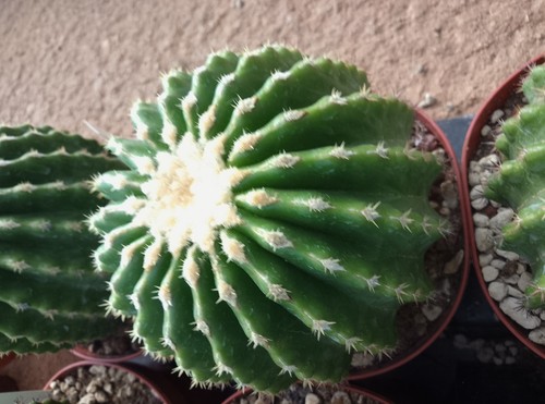 Echinocactus - , -🌵🌵