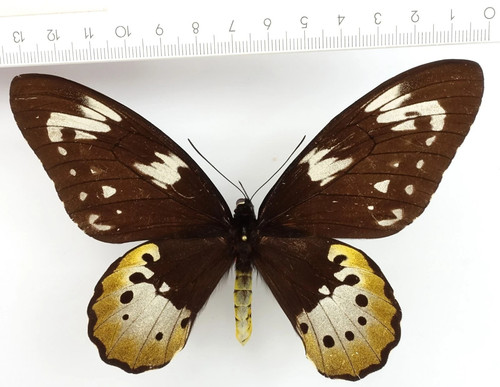 Mariposa ornithoptera goliath - mariposa:ornithoptera,
