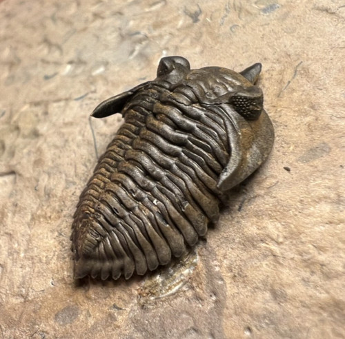Minicryphaeus minimus