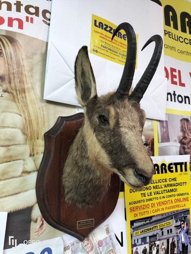 Testa capriolo imbalsamato - testa, di