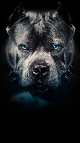 Ritratto cane pitbull amstaff - ritratto,