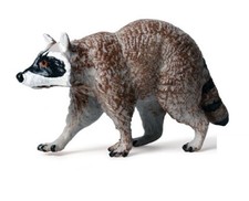 Procione Animali Selvatici