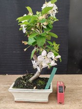 bonsai di melo   h 36 cm