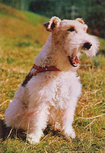 Cartolina fox terrier - cartolina,