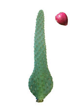 Pala di fico d'india frutti rossi a forma di lingua - Opuntia linguiformis 1pz