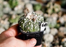 68.  Astrophytum superkabuto