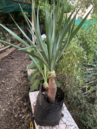 Yucca pianta verde - , in