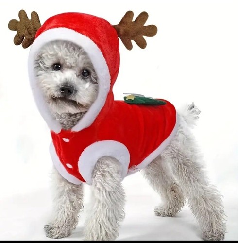 Natale animale domestico - natale,