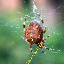 Photo 6x4 Garden Spider