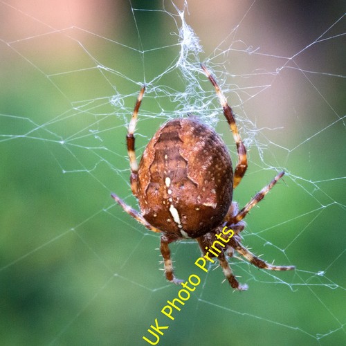 Photo 6x4 garden - 6x4, spider