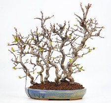 Bonsai di Cotogne - Pseudocydonia sinensis Foresta Yose-ue 31,5 cm