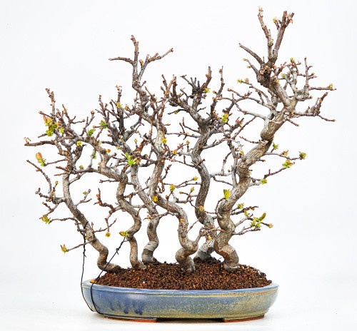Bonsai cotogne - di,
