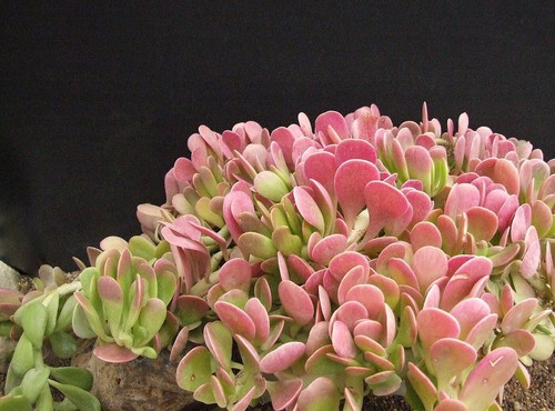 Semi kleinia - 10,