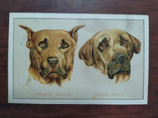 9968 CARTOLINA CANI MASTINO E ALANO CHIENNE DANOISE CHIENNE MASTIFF 1917
