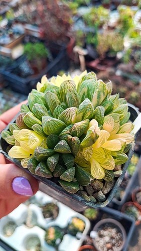 Haworthia obtusa variegata - haworthia,