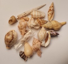 Conchiglie Lotto tropicale da