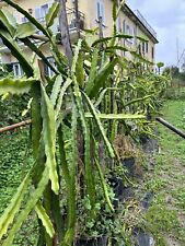 Pianta Pitaya Frutto Del Drago TESORO (7 Talee)