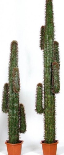 Pianta cactus artificiale - cactus,