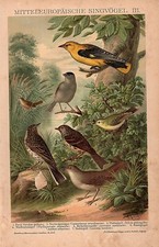 1895 Stampa Antica = UCCELLI