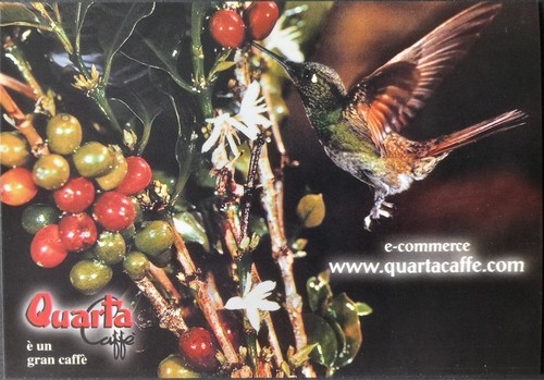 Cartolina caffè piante fiori - caffè,