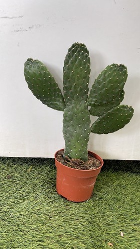 Opuntia consulea pianta da - consulea,
