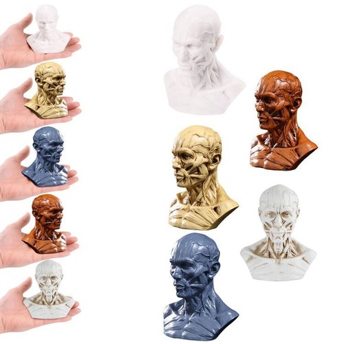 Scultura busto umano resina - , 5