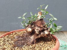Bonsai olivastro 18x16cm - olivastro,