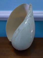 Conchiglia gigante 20 cm
