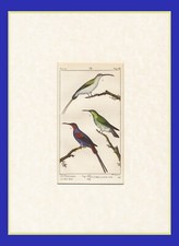 UCCELLI, INCISIONE COLORATA A