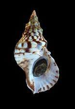 SHELL CONCHIGLIA CHARONIA LAMPAS mm.250 with operculum MEDITERRANEO
