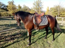 Sella Per Cavallo . Master Pariani . Primo Fiore. Taglia 16