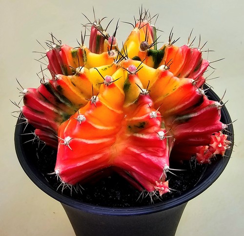 Gymnocalycium mihanovichii - gymnocalycium,