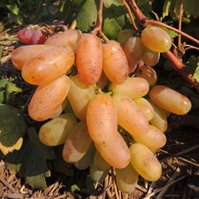 Vite Prieobrażenie 2L - Il