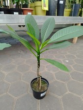 Profumo di fiori Plumeria