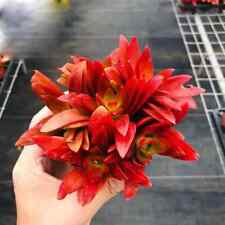 Sale2187 Crassula capitella