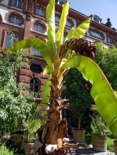 Ensete ventricosum falso - ventricosum,