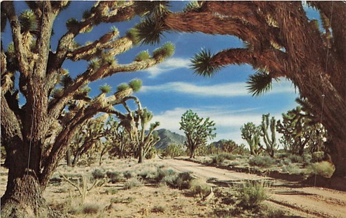 Cartolina joshua tree - cartolina,