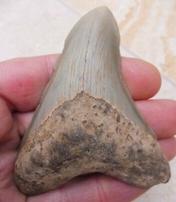 Megalodonte Dente - 9cm (9.02
