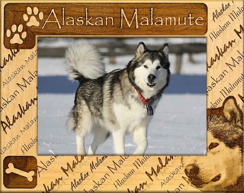 Alaskan malamute cornice per - alaskan,