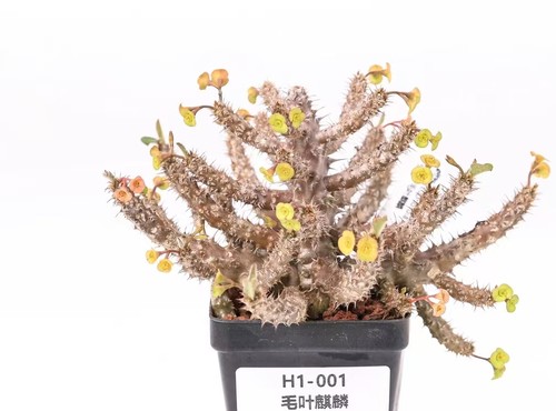 Vaso pianta rara cactus - cm,