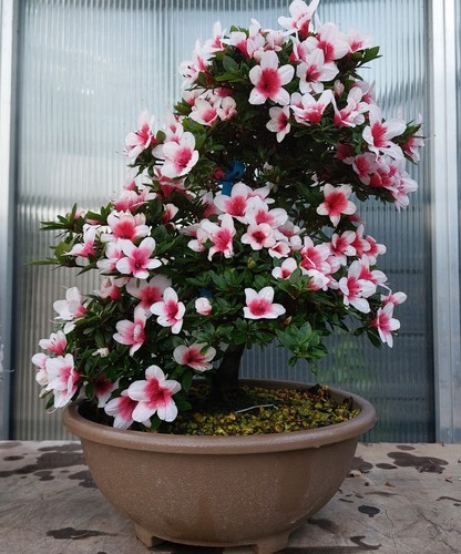 Joe super bonsai no - hi,