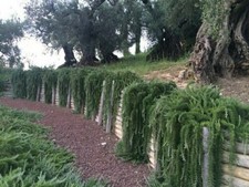 Rosmarino prostrato